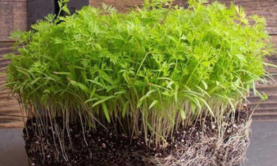 How to Grow Carrot Microgreens Fast and Easy
