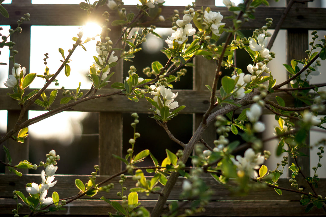 Gardening, horizontal gardening, garden, gardening, green living supply, go green