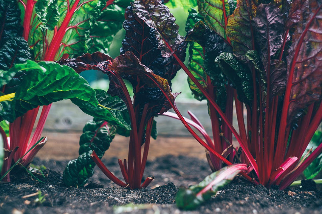 Sustainable Gardening: It’s All The Rage!