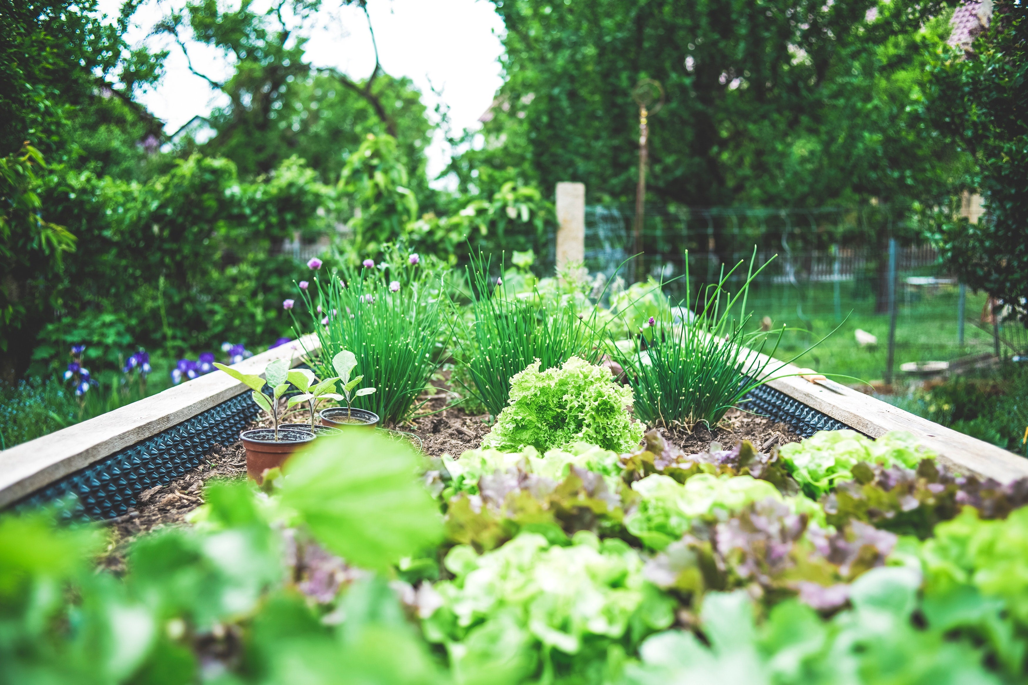 Raised Bed Gardens, 3 top raised bed gardens, gardening, raised bed gardening supplies, go green, green living supply