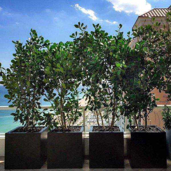 Montroy Square Fiberglass Planter in matte dark brown, square shape with green leafy plants inside, arranged outdoors by railing