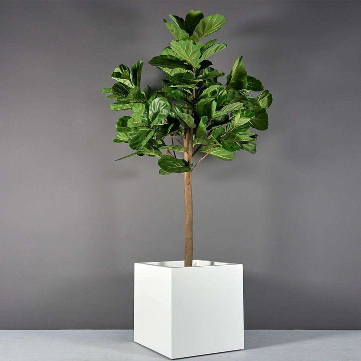Montroy Square Fiberglass Planter in white with a tall green leafy plant, square shape and smooth finish