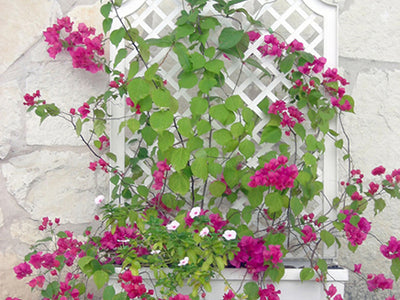 Calypso Planter with Trellis and Water Reservoir